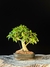 Guajuvira - Dr Bonsai