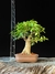 Ligustre - comprar online