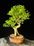 Ligustre - Dr Bonsai