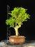 Ligustre - comprar online