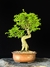 Ligustre - Dr Bonsai