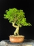 Ligustre - comprar online