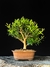 Cereja - Dr Bonsai