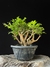 Cambui - Dr Bonsai
