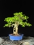 Guajuvira - Dr Bonsai