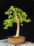 Jabuticaba - comprar online