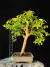 Jabuticaba - comprar online