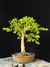 Jabuticaba - Dr Bonsai