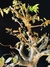 Jabuticaba - Dr Bonsai