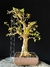 Jabuticaba - comprar online