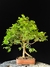 Jabuticaba - comprar online