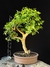 Jabuticaba - comprar online