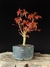 Acer deshojo