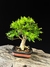 Cambui - Dr Bonsai