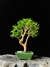 Cambui - Dr Bonsai