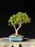 Cambui - Dr Bonsai