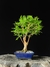 Cambui - Dr Bonsai