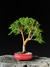 Cambui - Dr Bonsai