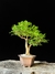 Cambui - Dr Bonsai