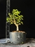 Grewia (flor de lotus) - comprar online