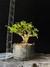 Grewia (flor de lotus) - comprar online