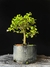 Grewia (flor de lotus) - comprar online