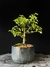 Grewia (flor de lotus) - Dr Bonsai