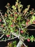 Cotoneaster na internet