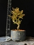 Cotoneaster - comprar online