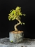 Cotoneaster na internet