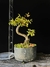 Cotoneaster - comprar online
