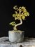 Cotoneaster na internet