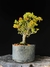 Piracanta - Dr Bonsai