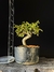Cotoneaster - comprar online
