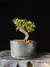 Cotoneaster na internet