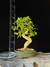 Ligustre - comprar online