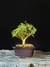 Serissa