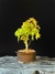 Acer Palmatum na internet