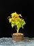 Acer Palmatum