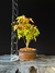 Acer Palmatum - comprar online