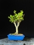 Maçã - Dr Bonsai