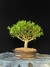 Serissa