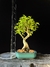 Ligustre - comprar online