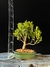 Cereja - comprar online