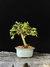 Cotoneaster
