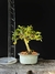Cotoneaster - comprar online