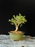 Serissa