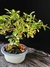 Cotoneaster na internet