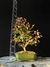 Loropetalum rubrum - comprar online