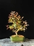 Loropetalum rubrum